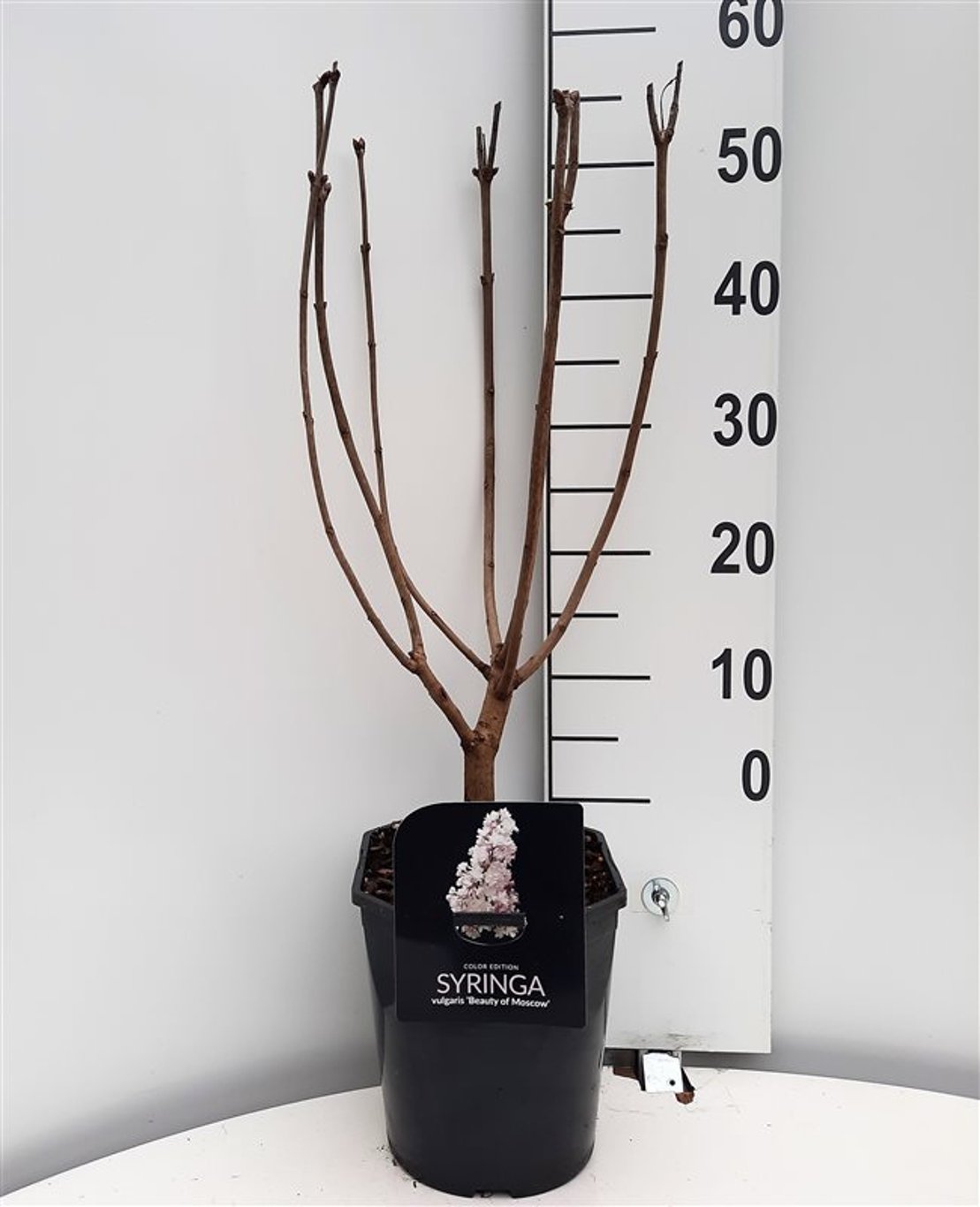 Syringa v. 'Beauty of Moscow' - C5 50-60 CM